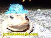 /home//u458753944/public_html/sourcegallery//Roxborough Toad Detour/2020/2020-03-20/P3200367.JPG